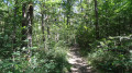 Le sentier de randonnée dans la forêt de Boulogne