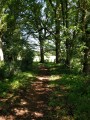 Le sentier des Bessons sous les arbres