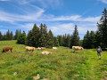 Le sentier des génisses