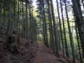 Le sentier passe en forêt