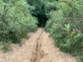 Le sentier plutôt raide