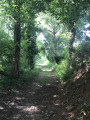 Le sentier sous les arbres