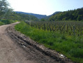 Le Vignoble à Salins les Bains