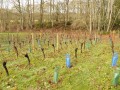 Le vignoble d'Auteuil