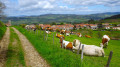 Le village de l'Aubépin.