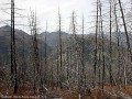 Les arbres brûlés