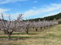 Les arbres en fleurs