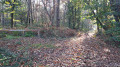 Bois du Château Rouge en Forêt Domaniale de Chandelais