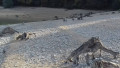 Les berges du lac Vouglans en automne