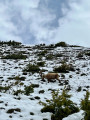 Les bouquetins au Puy Du Cros