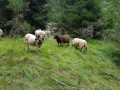 Les brebis du puy de la Vache !