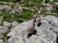 Les chamois