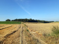 Les champs d'Auvers