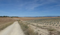 Les champs de lavandes et les montagnes