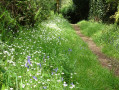 Les chemins en sous-bois