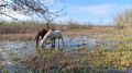 Les chevaux dans les marais près du canal du Midi