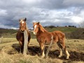 les chevaux de Talley