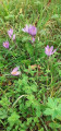 les crocus de montagne