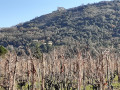 Dans les vignes de Saint-Péray