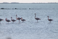 Balade à la découverte des flamants roses à Mireval