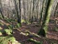 Les gorges de l'Arn