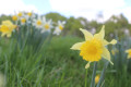 Les jonquilles