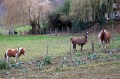 Les Lamas du Bouillon