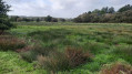 Les Marais de Coinanton à Saint-Vincent-sur-Oust