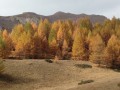 Les mélèzes en Automne