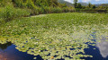 Les nénuphars du lac du Gabre de Gourin