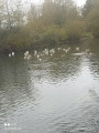 les oies du parc de la glissoire