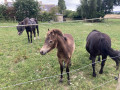 Les poneys