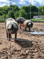 Porcs de race Cul Noir du Limousin