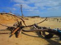 les restes des pins mangés par la mer !!