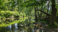 Biotope de la Thur au départ de Cernay