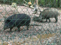 Les sangliers du parc animalier de la forêt de Grimbosq