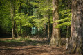 Le Grand-Bois à Vielsalm par les arboretums