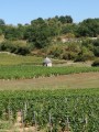 les vignes à Saint gengoux