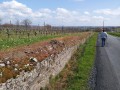 Les vignes au dessus de Chalonnes sur Loire