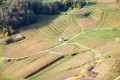 Les vignes autour de Château Chalon