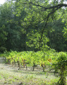 Les vignes changent de couleur