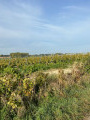 Les vignes de la "Fosse à loup"