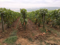 Les vignes de Montgueux