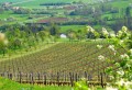 Les vignes du Montsaugeonnais