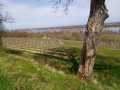 Les vignes en surplomb de Loire