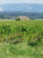 De Challex à Dardagny : la Franco Suisse à travers les vignes
