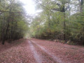 Longue ligne droite en forêt domaniale