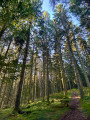 Lumière du matin en forêt de conifères