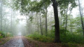 Magie des arbres sous la pluie