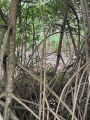 Mangrove de palétuviers